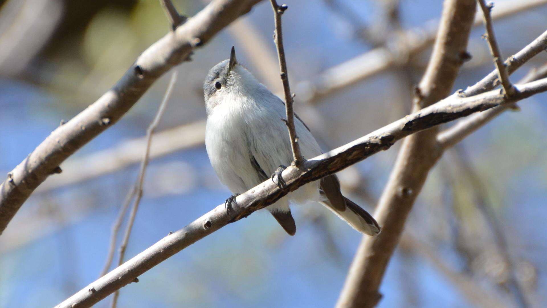 Image of gnatcatchers