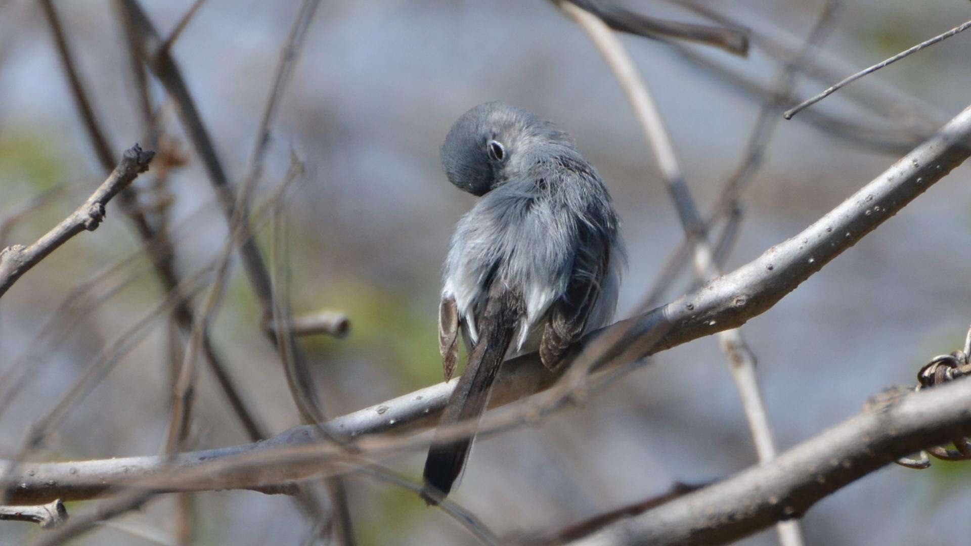 Image of gnatcatchers