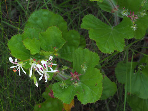 Imagem de <i>Pelargonium scabroide</i>