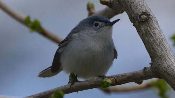 Image of gnatcatchers