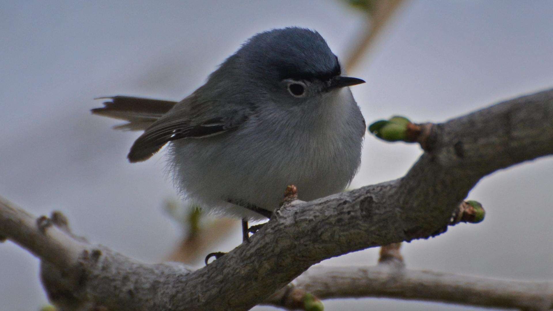 Image of gnatcatchers