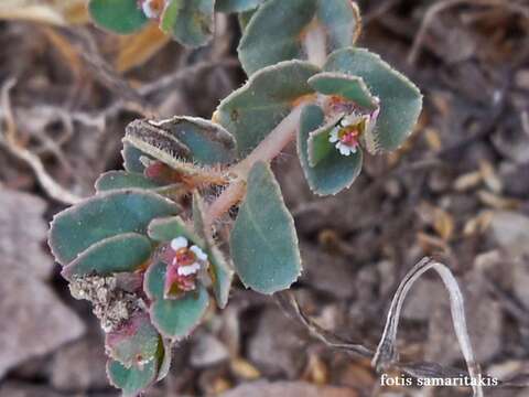 Image of Euphorbia chamaesyce L.