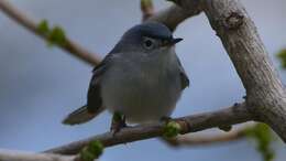 Image of gnatcatchers