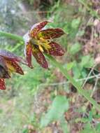 Image of checker lily