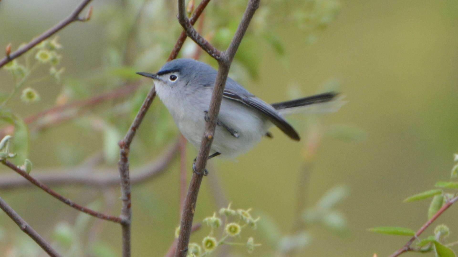 Image of gnatcatchers