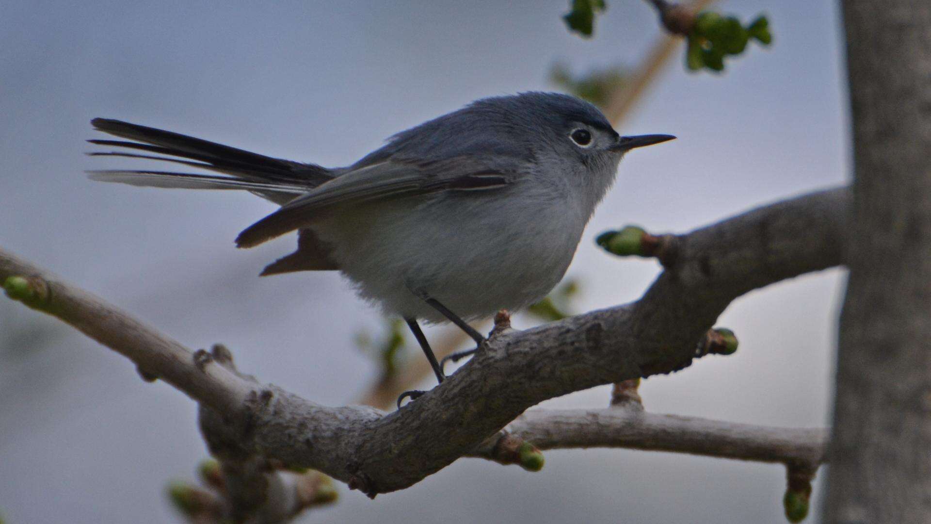 Image of gnatcatchers