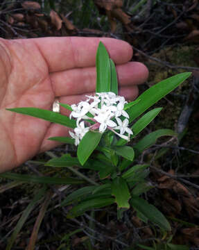 Image of long-leaved pimelea