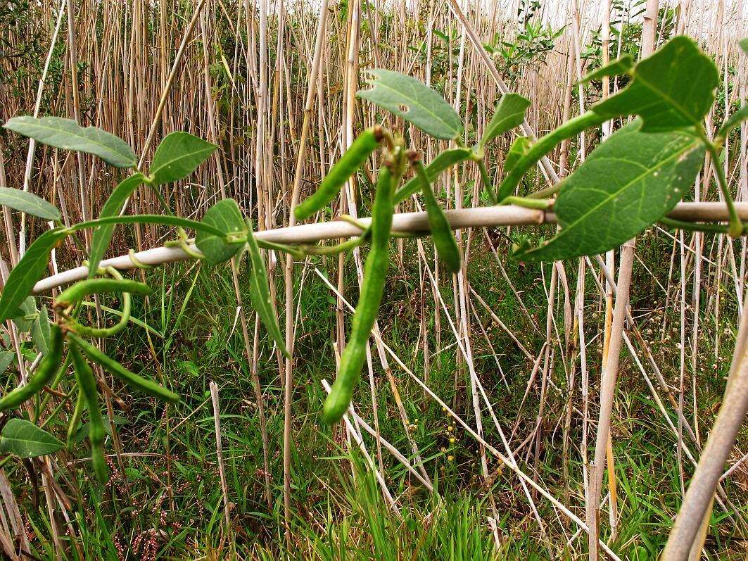 Image of Vigna luteola var. luteola