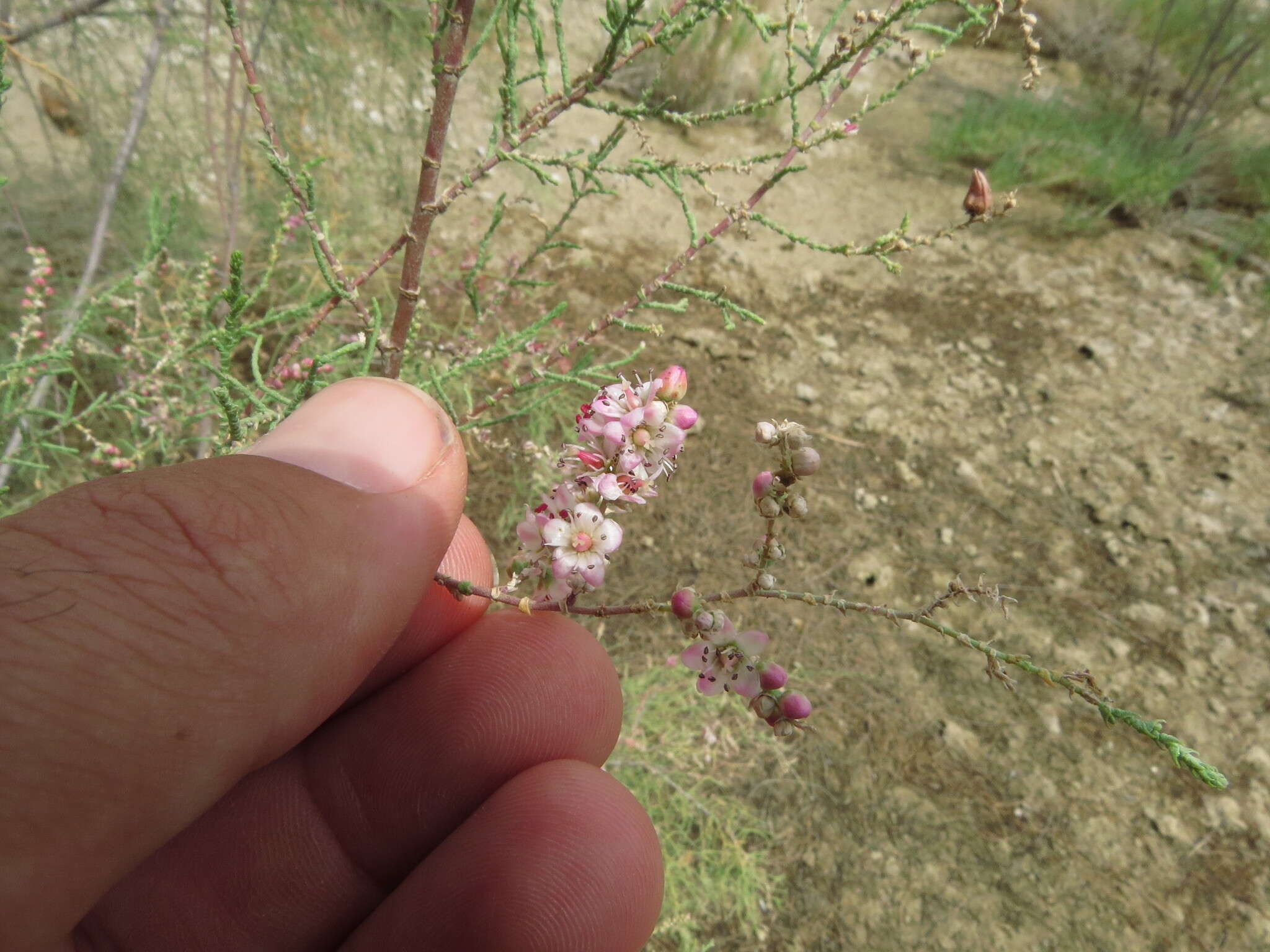 Image of Tamarix aucheriana (Decne.) Baum