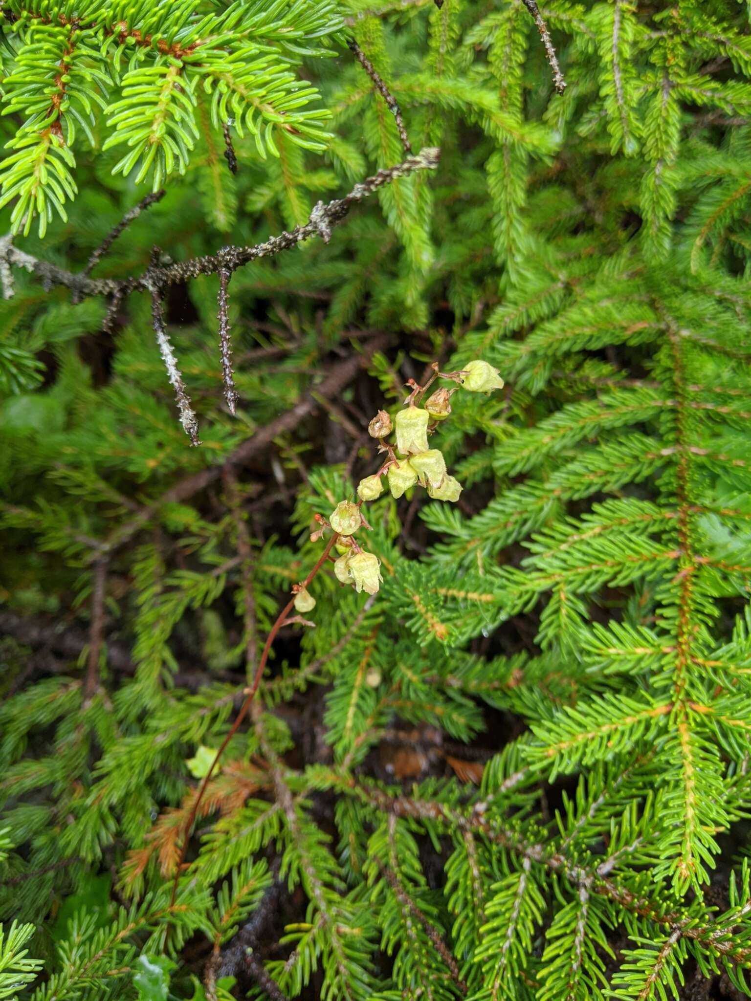 Image of white alumroot