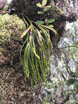 Image of flatfork fern