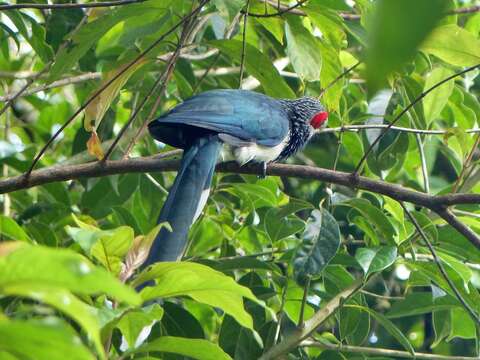 Image of Red-faced Malkoha