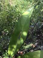 Image de Anthurium raimundii Mayo, Haigh & Nadruz