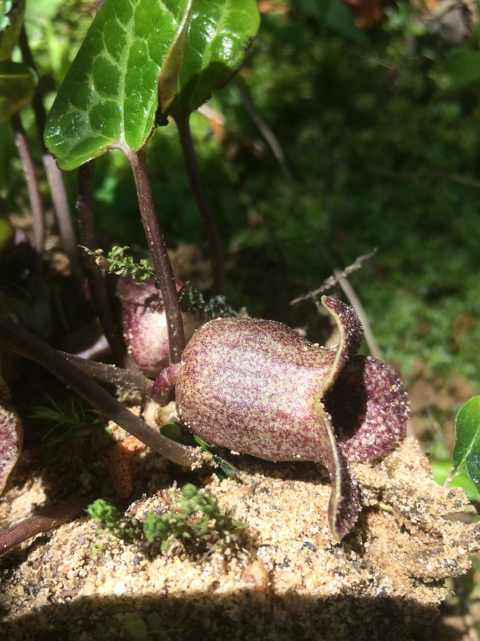 Image of largeflower heartleaf