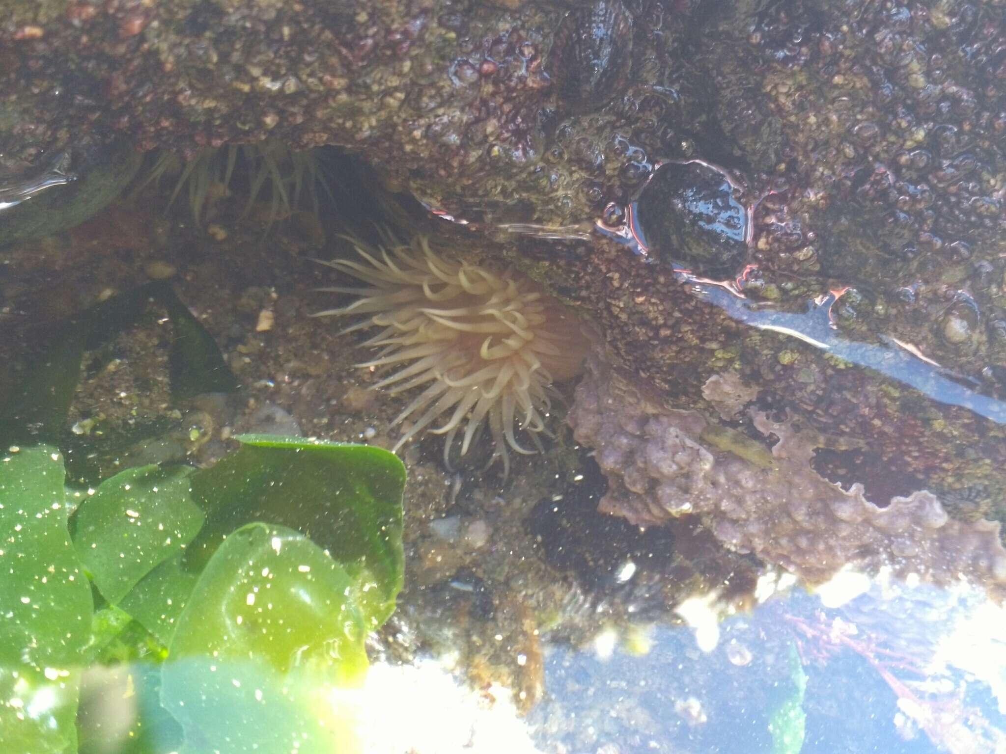 Image of Striped anemone