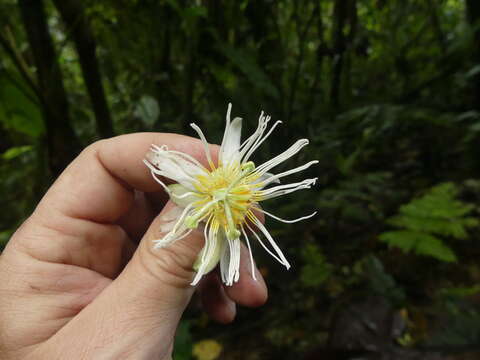 Imagem de Passiflora discophora P. M. Jørgensen & J. E. Lawesson