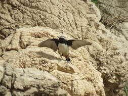 Image of Kurdish Wheatear