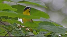 Image of Common Yellowthroat