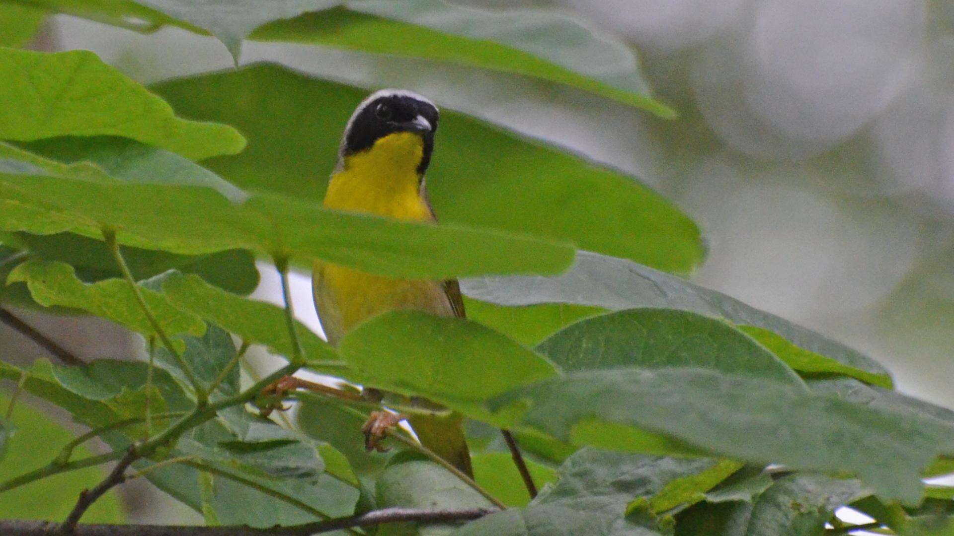 Geothlypis trichas (Linnaeus 1766) resmi