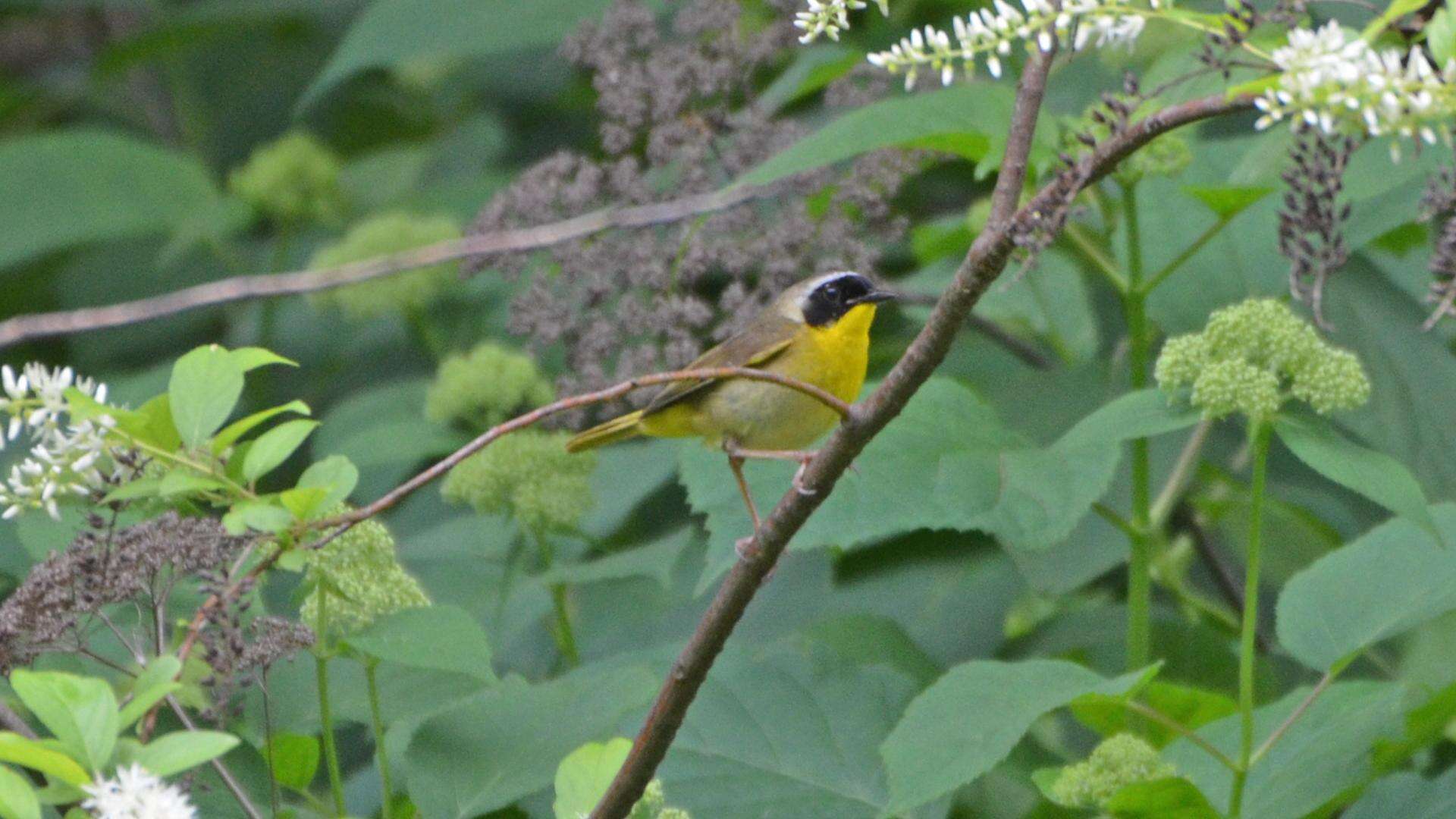 Geothlypis trichas (Linnaeus 1766) resmi