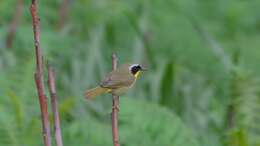 Geothlypis trichas (Linnaeus 1766) resmi