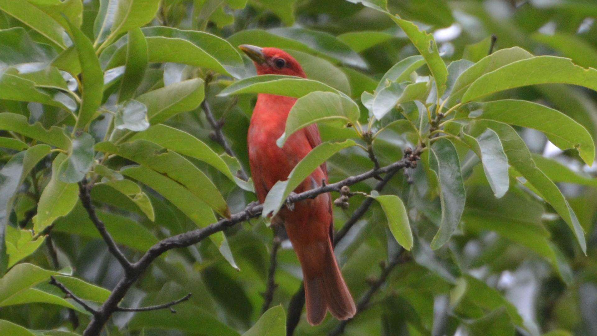 Image of Summer Tanager