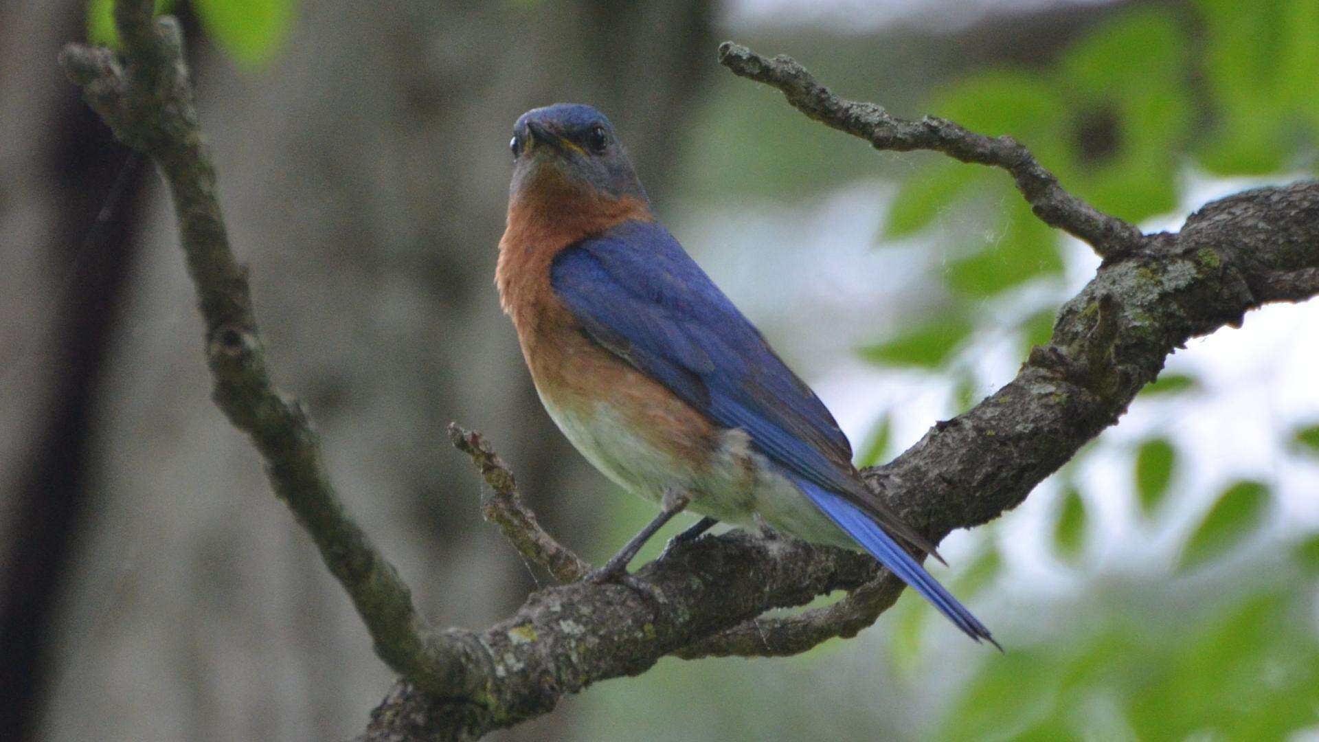 Image of Eastern Bluebird