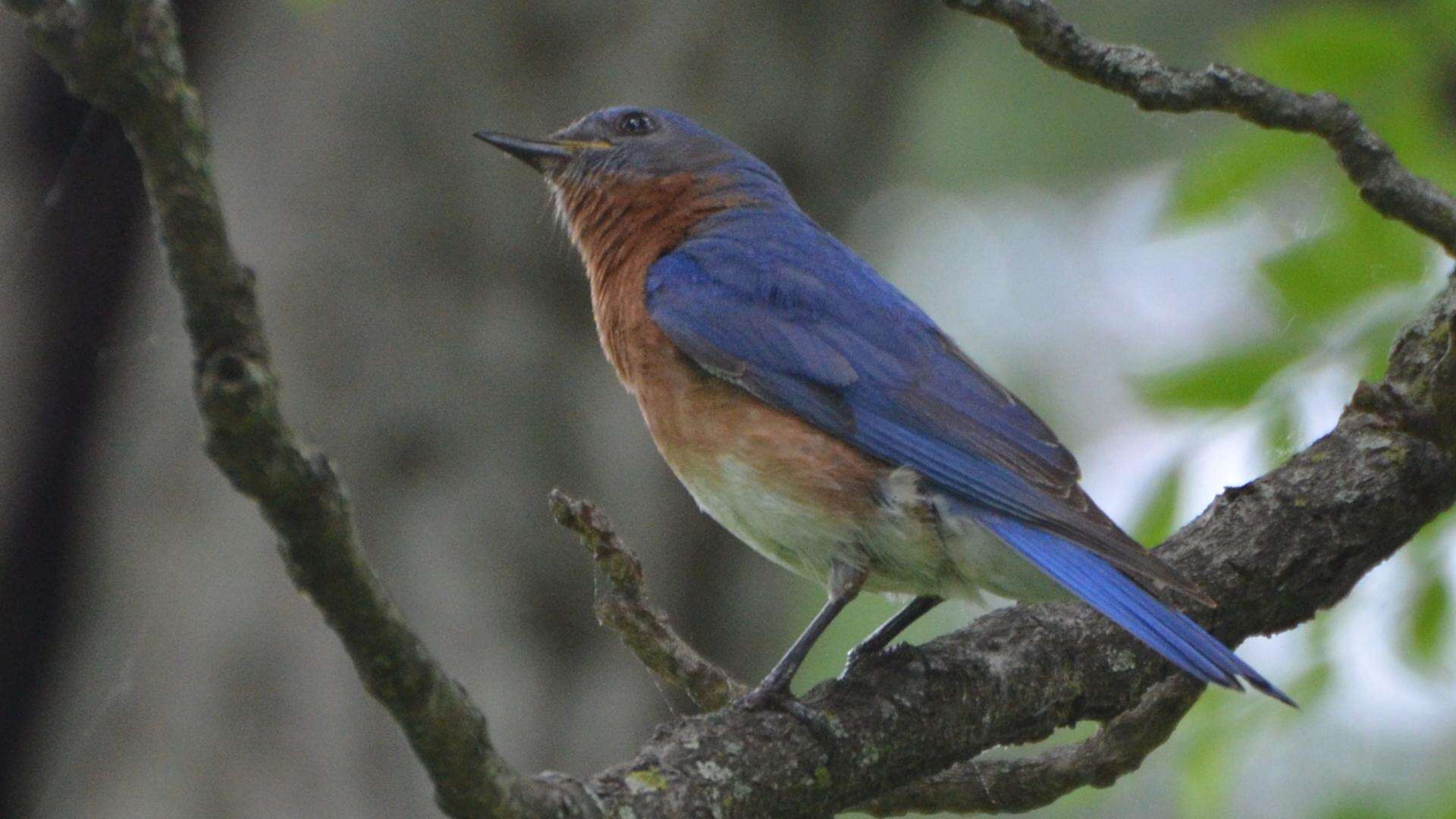 Image of Eastern Bluebird