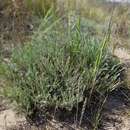 Image de Helichrysum stoechas subsp. stoechas