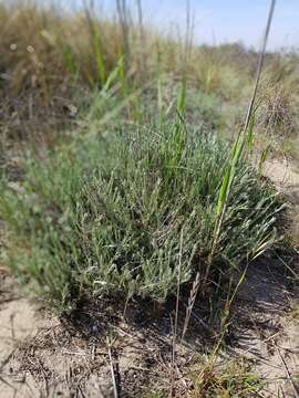 Image de Helichrysum stoechas subsp. stoechas