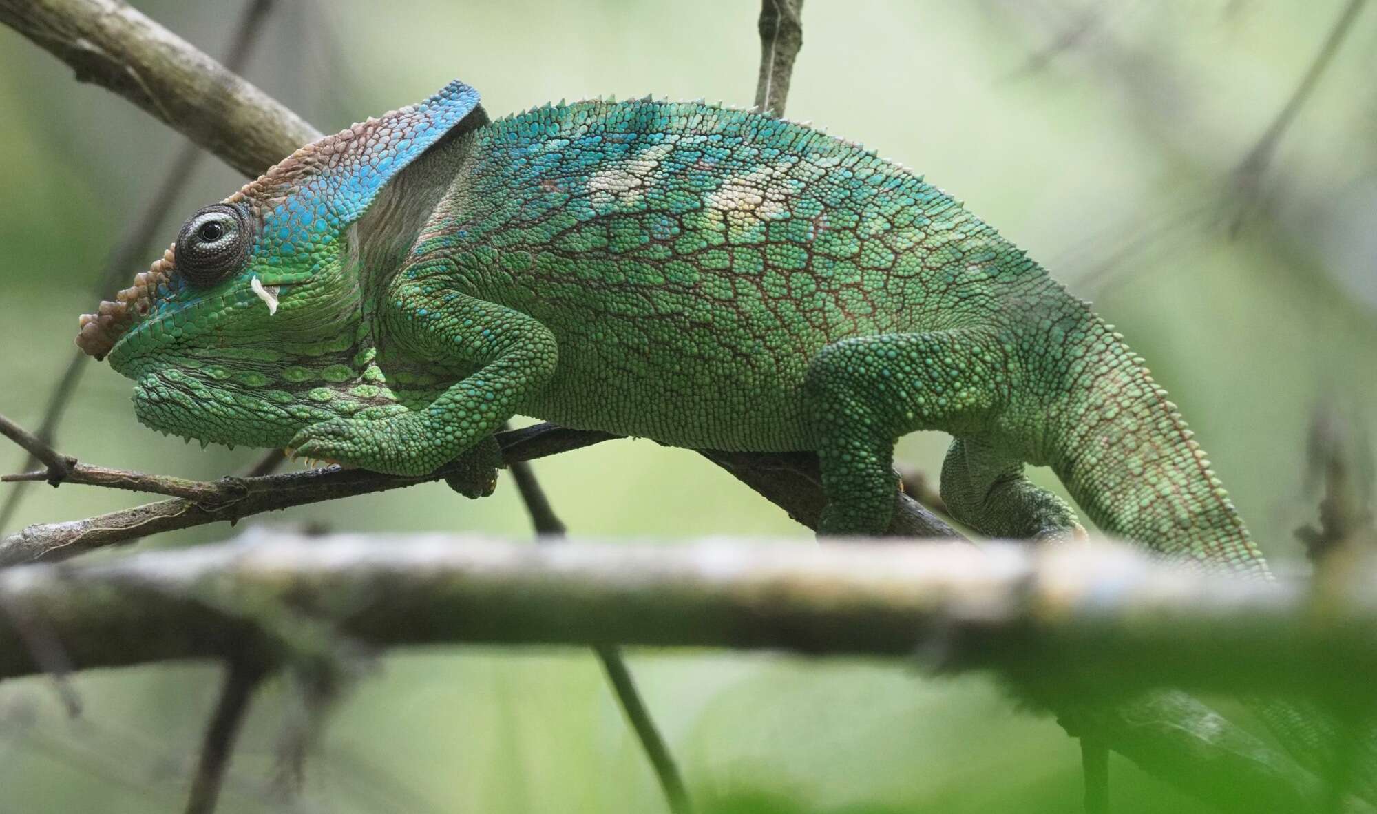 Image of Yellow-green Chameleon