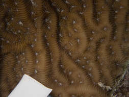 Image of Lamarck´s sheet coral