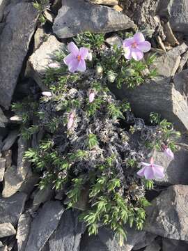 Imagem de Phlox richardsonii subsp. alaskensis (Jordal) Wherry