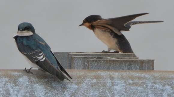 Image of Tachycineta Swallows