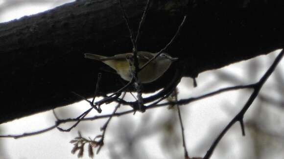 Image of Blue-headed Vireo