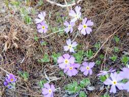 Imagem de Primula mistassinica Michx.