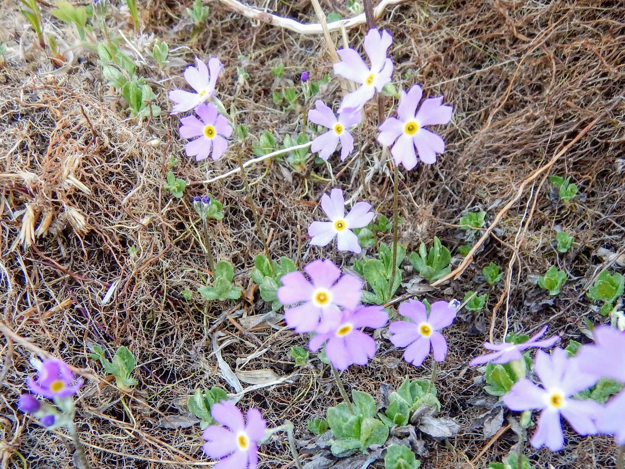 Imagem de Primula mistassinica Michx.