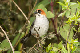 Image of Apurimac Brush Finch