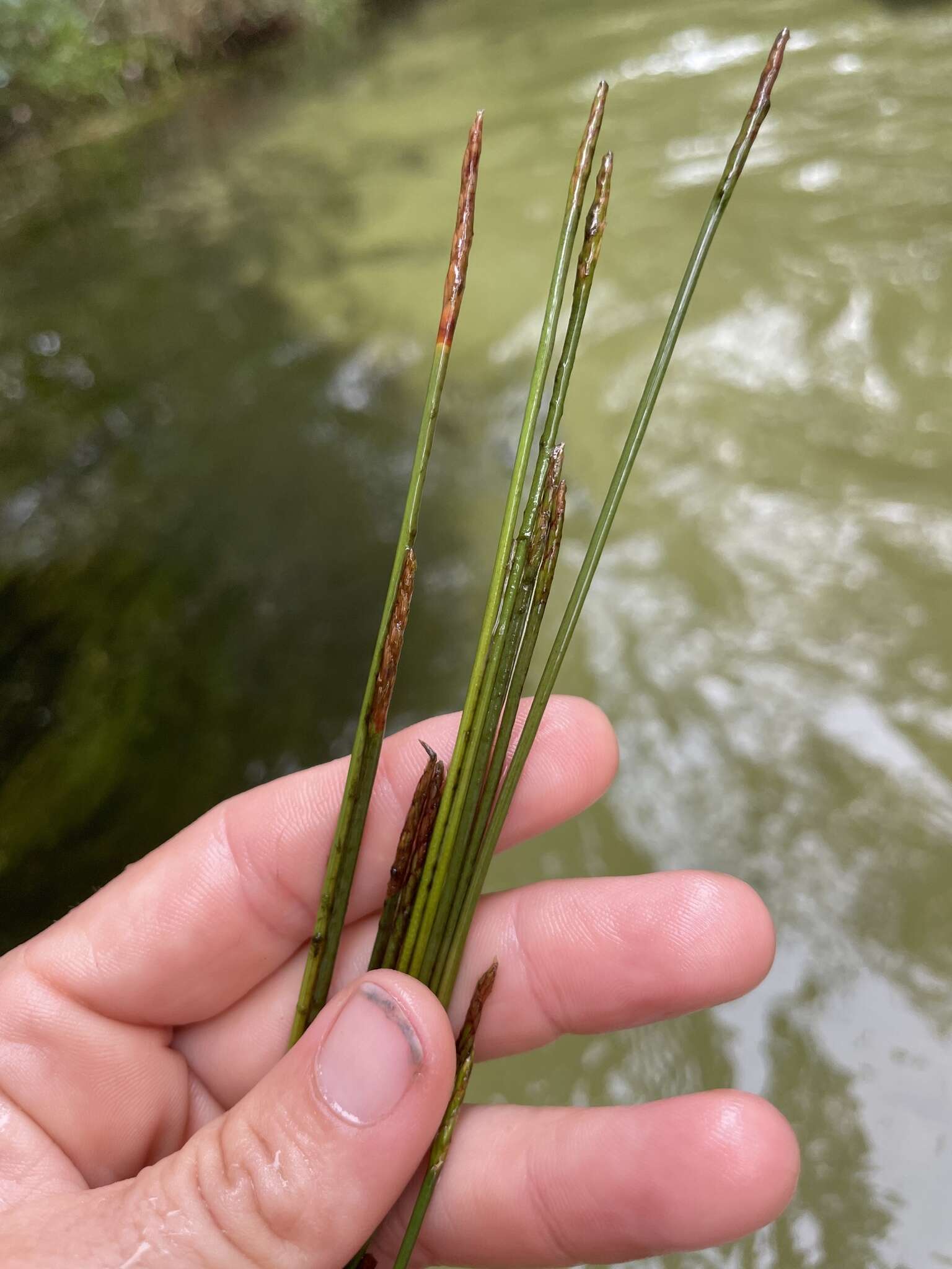 Plancia ëd Eleocharis elongata Chapm.