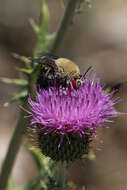 Plancia ëd Centris caesalpiniae Cockerell 1897