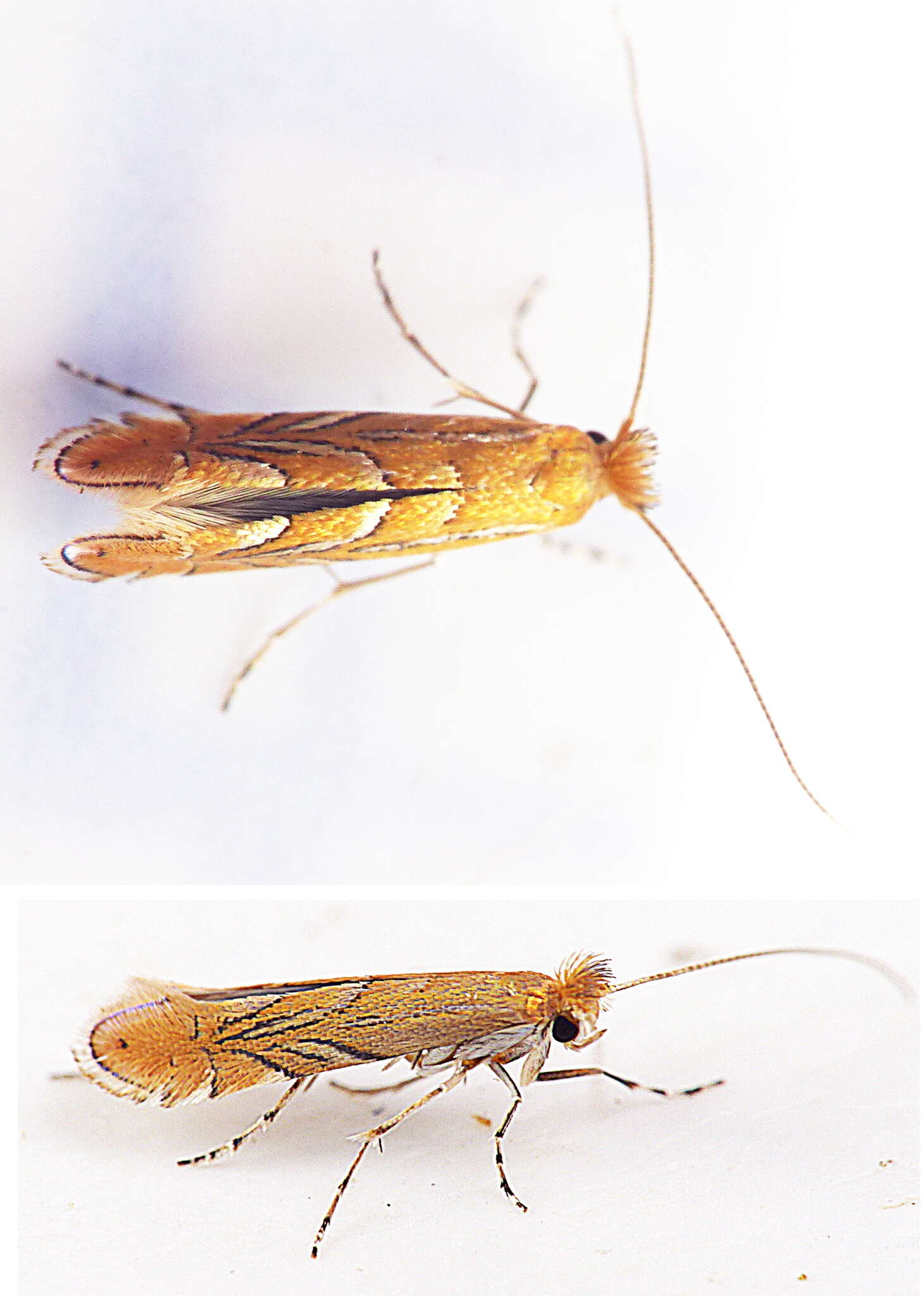 Phyllonorycter messaniella (Zeller 1846)的圖片