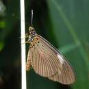 Image de Acraea jodutta Fabricius 1793