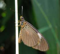 Image de Acraea jodutta Fabricius 1793