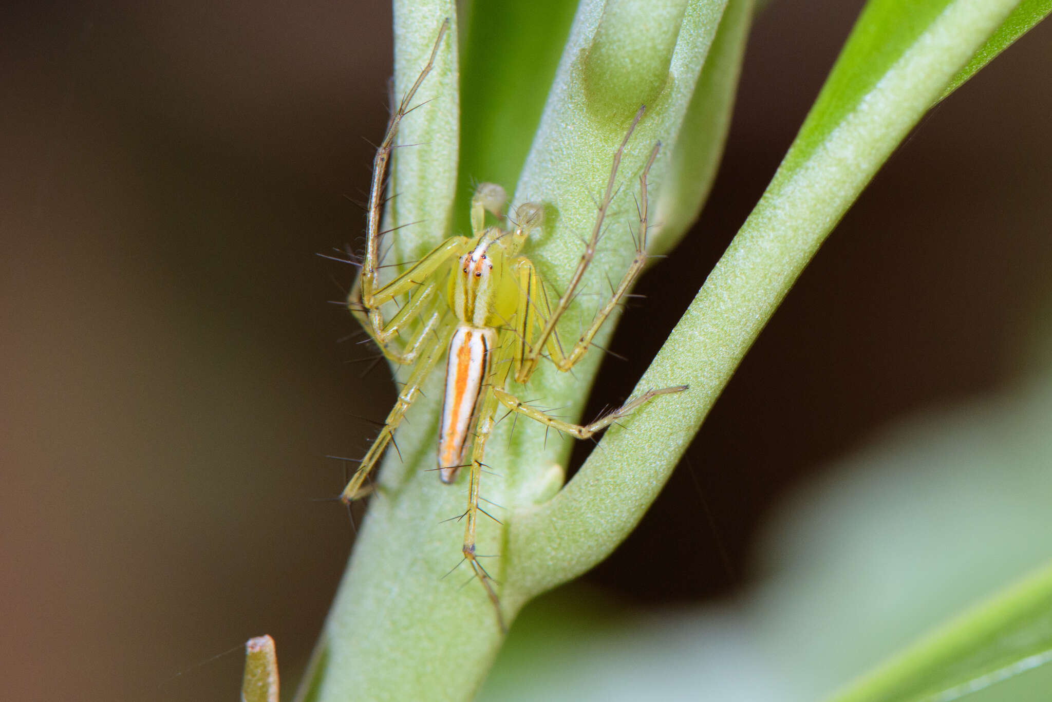 Image of Oxyopes striagatus Song 1991