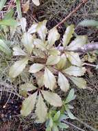 Image of Pseudopanax discolor (Kirk) Harms