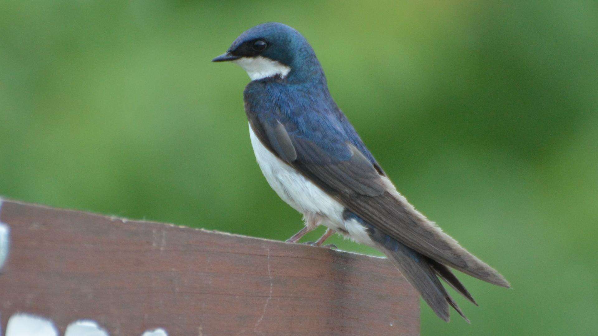 Image of Tachycineta Cabanis 1851