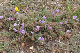 Image of Erodium elatum (Formánek) R. T. F. Clifton