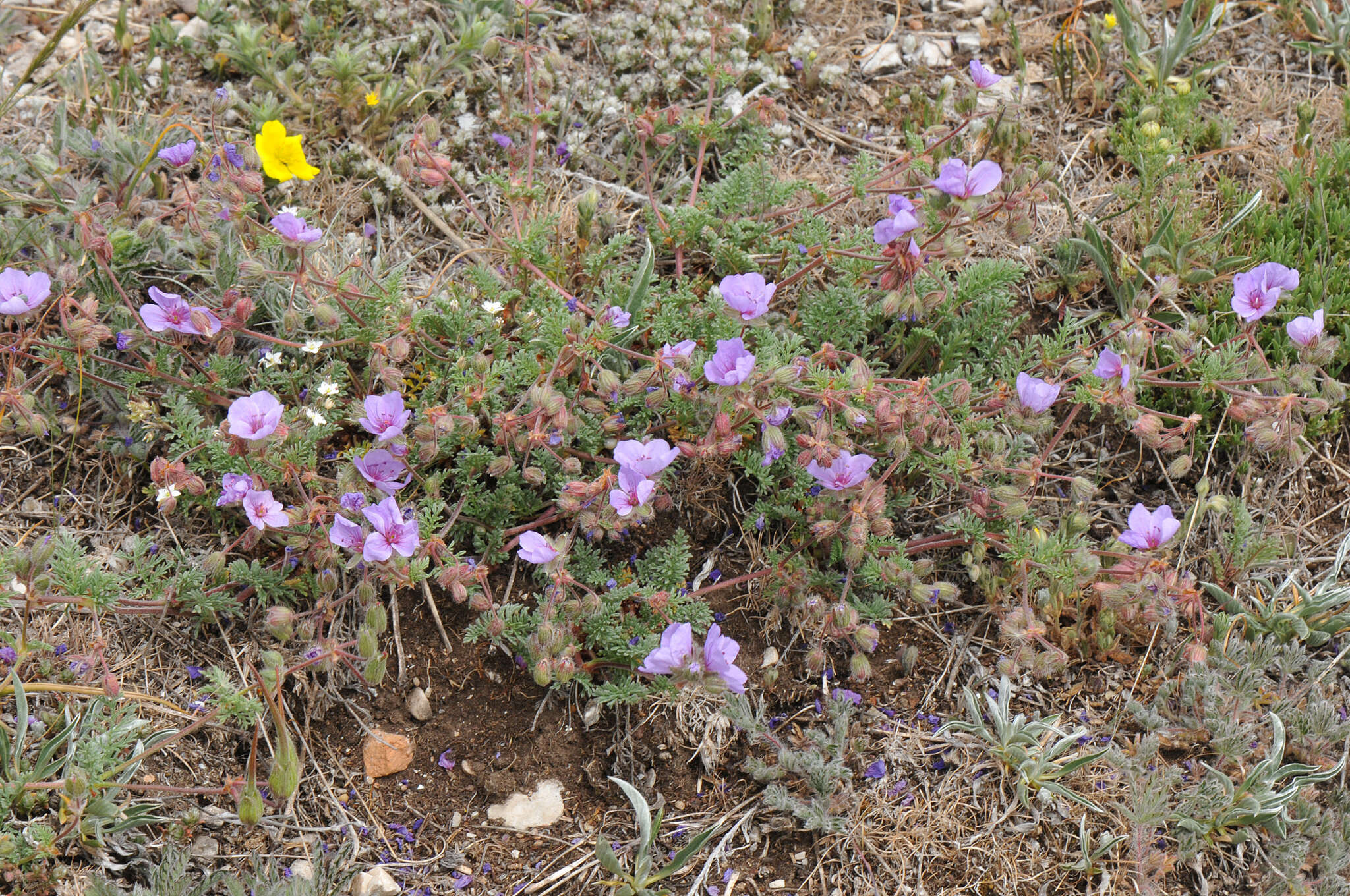 Image of Erodium elatum (Formánek) R. T. F. Clifton