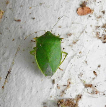 Image of Loxa flavicollis (Drury 1773)