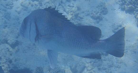 Image of Brown Sweetlips